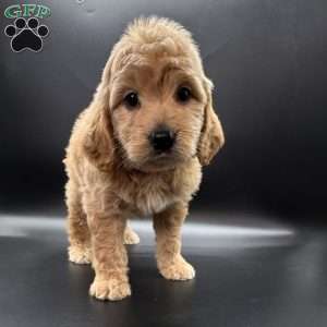 Wells, Mini Goldendoodle Puppy